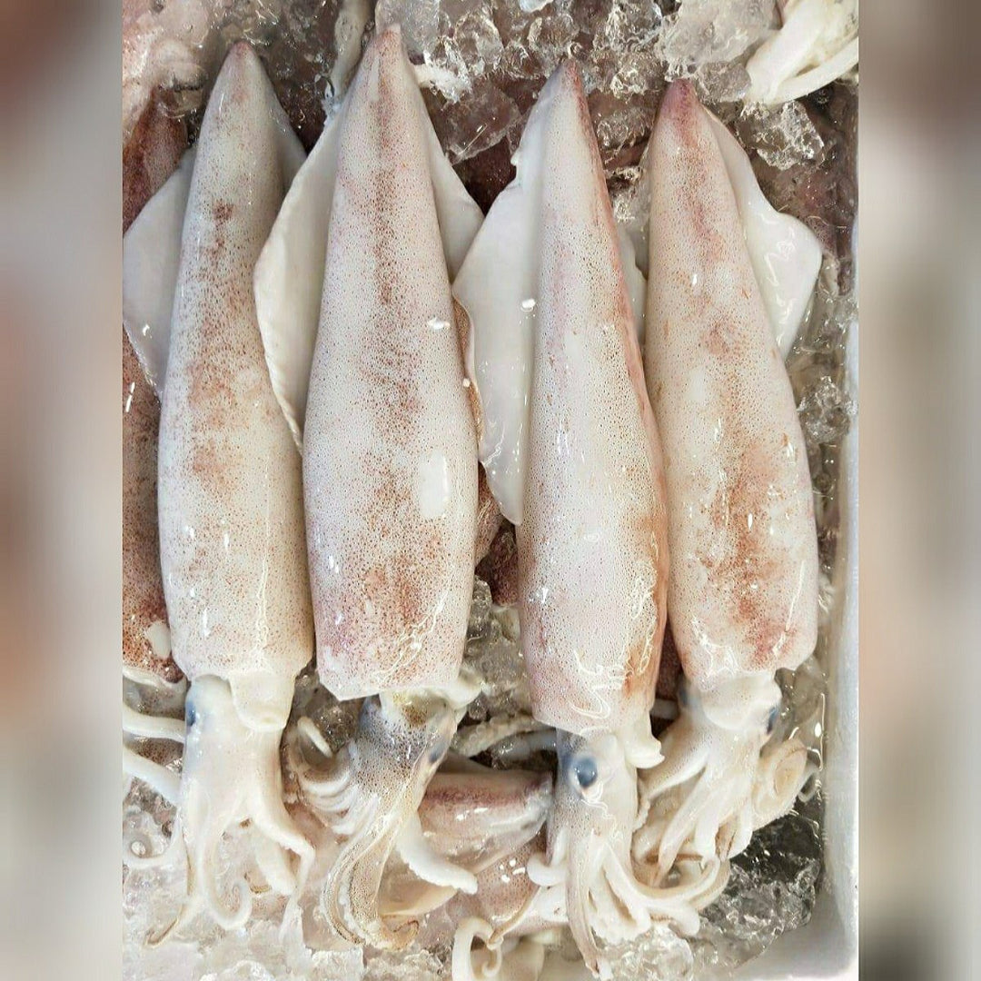 Fresh Squid Sotong Singapore - Oceanwaves SG