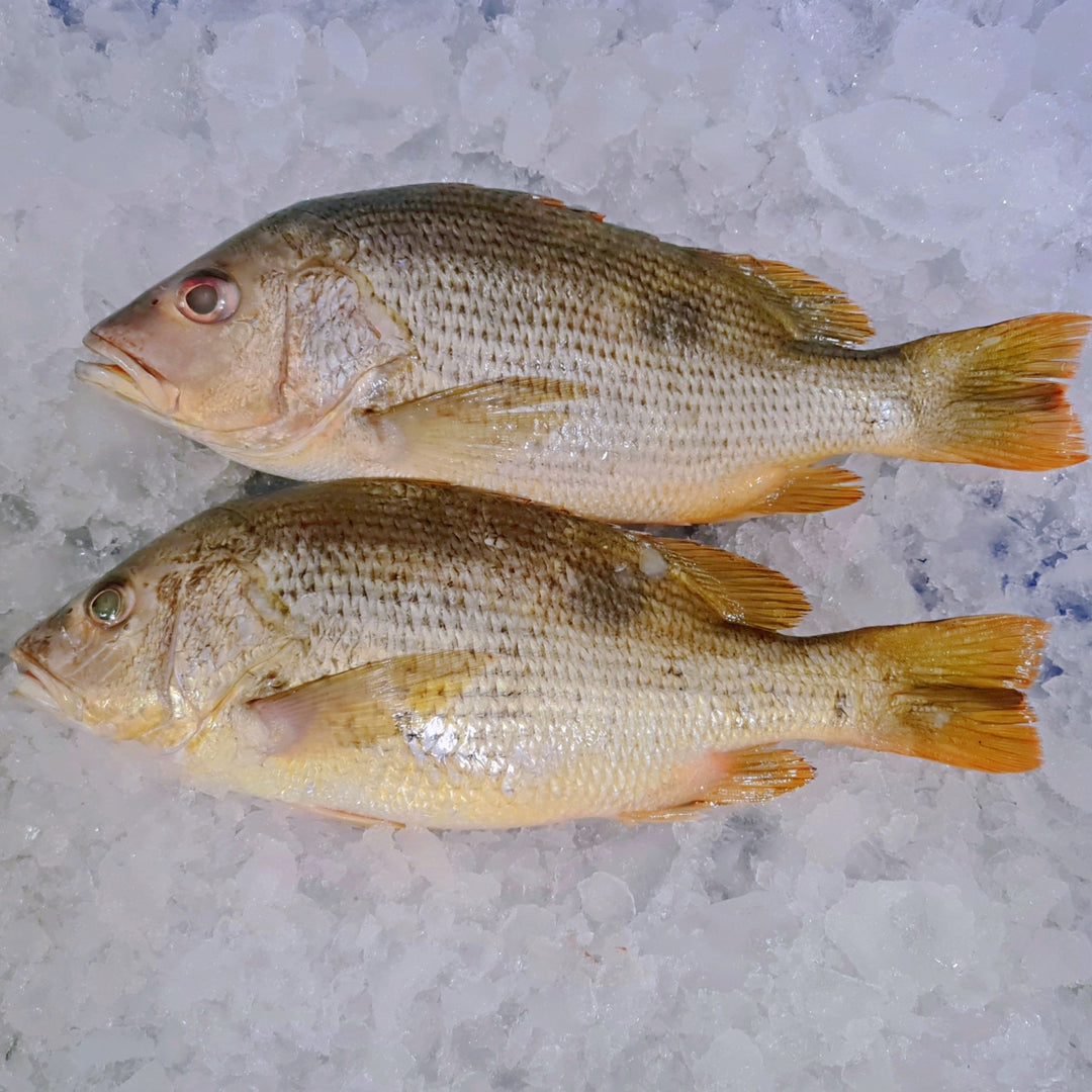 Fresh Golden Snapper Fish