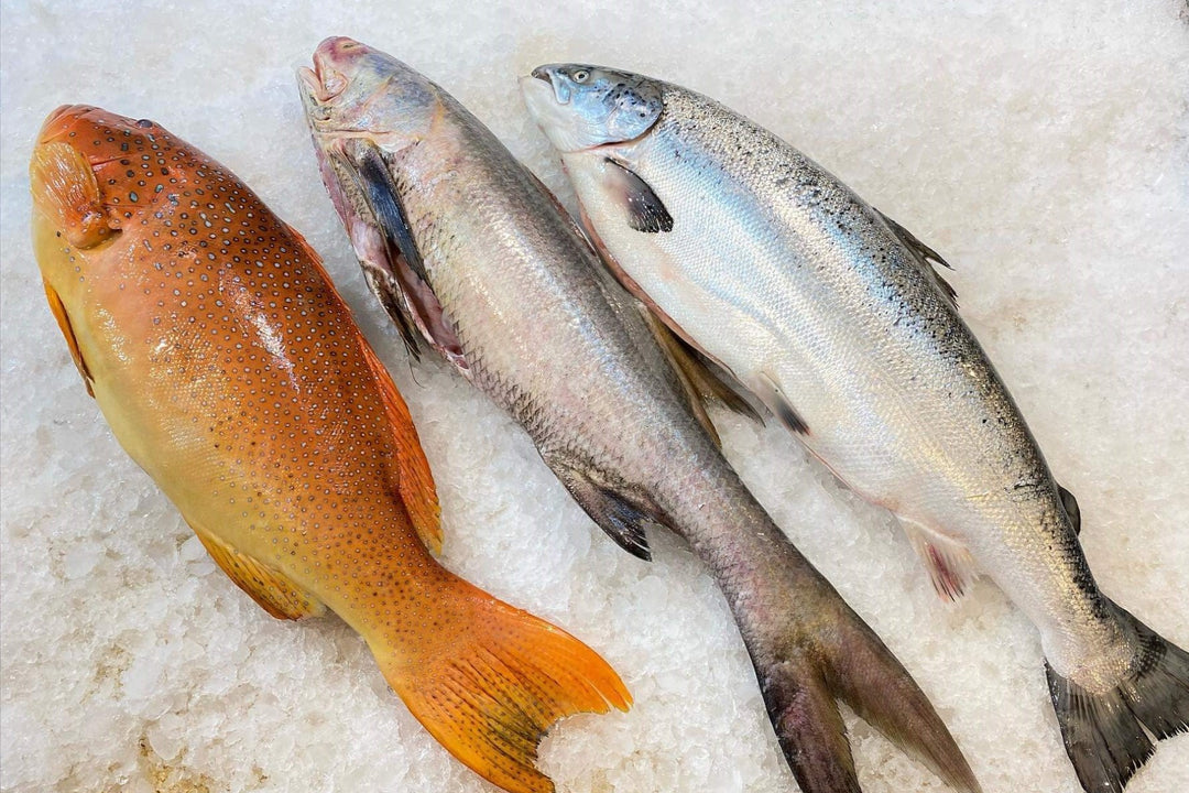 fresh fish red grouper, salmon, threadfin