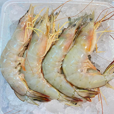 Frozen Ang Kar Prawn / Red Leg Prawn - online fresh prawn delivery singapore wild sea prawns 红脚虾