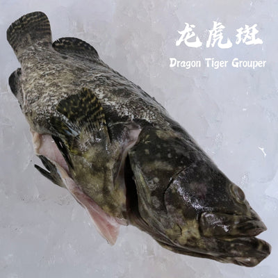 Dragon Tiger Grouper Hybrid Grouper 龙虎斑 Whole Fish Singapore Online Fresh Seafood Delivery