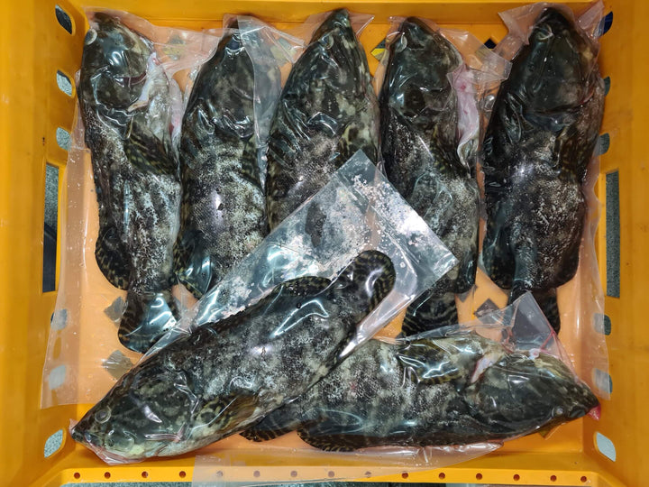 Fresh Dragon Tiger Grouper Fish / Hybrid Grouper Singapore 龙虎斑