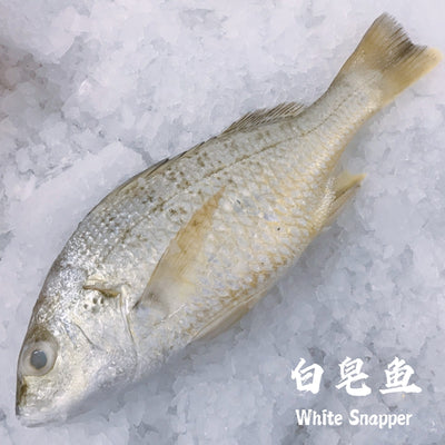 Fresh White Snapper Fish Singapore