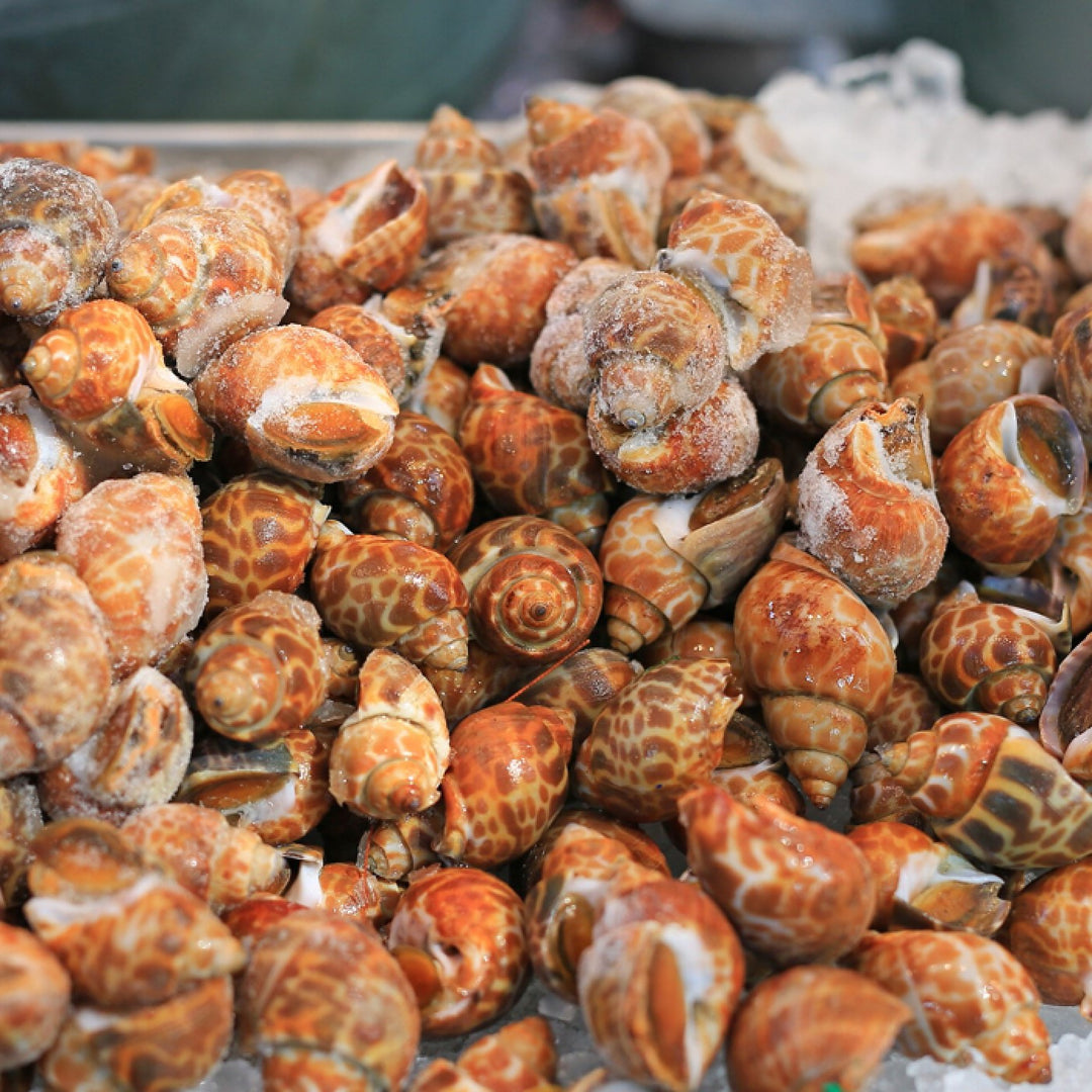 Thailand Sea Whelk Spotted Babylon Shellfish