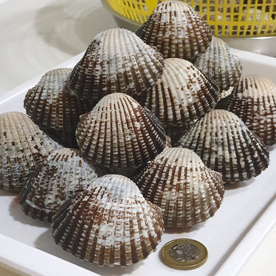 Fresh XL Cockles Delivery Singapore