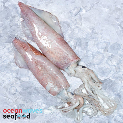 Fresh Squid Sotong Delivery Singapore - Oceanwaves SG