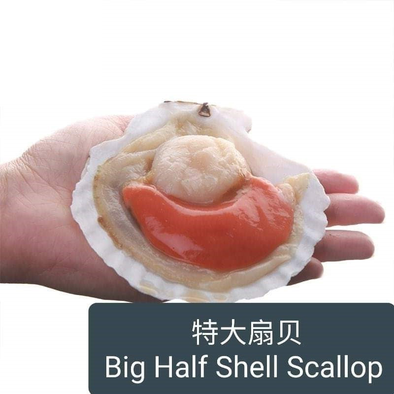 Frozen Jumbo Half Shell Scallop With Roe Singapore