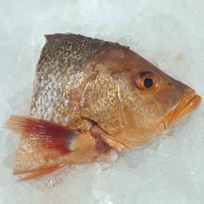 Fresh Red Snapper Fish Head