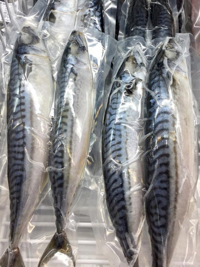 saba mackerel fish frozen