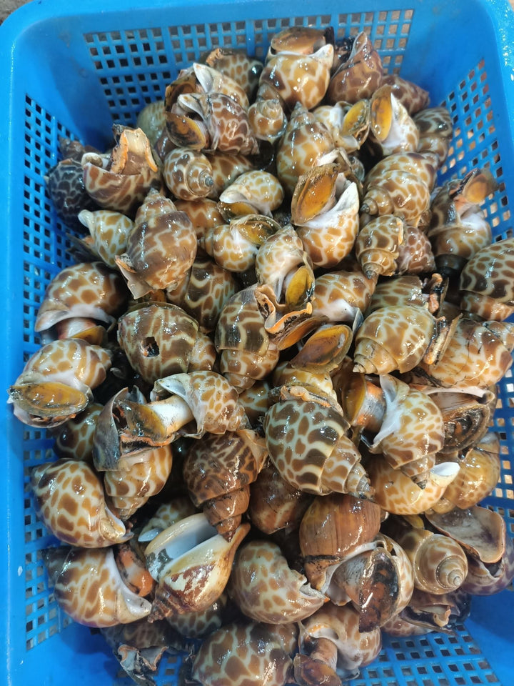 Sea Whelk Seafood Spotted Babylon Sea Snail